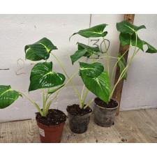 Хомаломена Линдении / Homalomena sp Lindenii