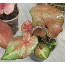 Каладиум сп. С-10 / Caladium sp C-10