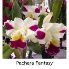 Каттлея Пачара Фэнтези №30 / Cattleya Pachara Fantasy  (No.30)