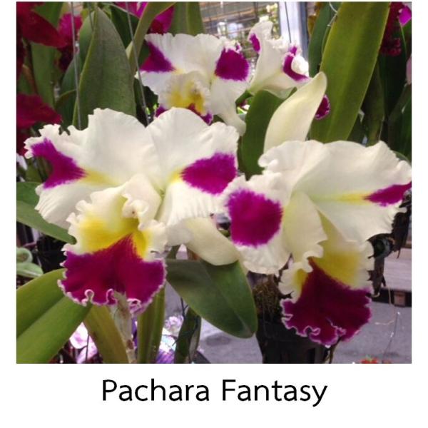 Каттлея Пачара Фэнтези №30 / Cattleya Pachara Fantasy  (No.30)