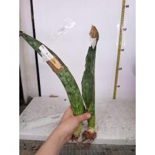 Sansevieria sp.(T06) Mafinga (Silver leaf)700