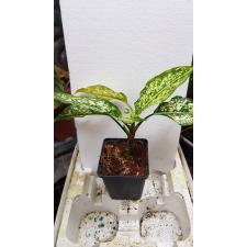 Aglaonema Wit Noviteit деленка