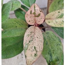 Филодендрон Конго карлик варегатный / Philodendron Congo dwarf variegated