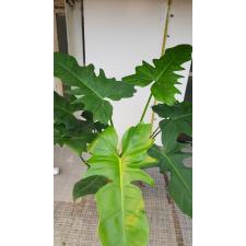 Philodendron sp. lime fiddle 17 cm pot