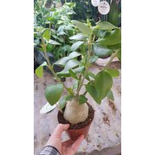 Hydnophytum Papuanum Miereneter 12 cm pot