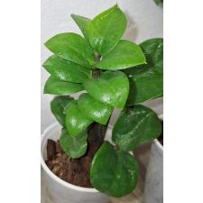 Замиокулкас Зензи компактная / zamioculcas zenzi compact 