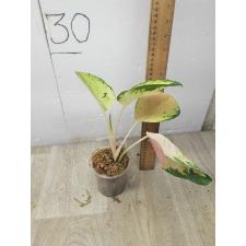 Aglaonema Amazon pot