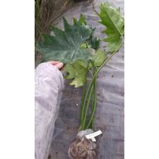 Philodendron sp.(T47).556