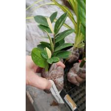 Zamioculcas zamiifolia variegated (short leaf)(SS)(pot D) 275