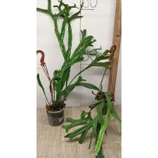 Пиррозия лонгифолия "Крестата" / Pyrrosia longifolia ‘Crestata (M) 