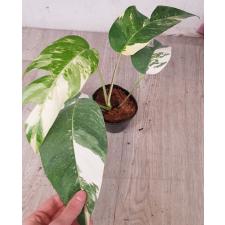 Epipremnum pinnatum (white variegated) 2 L pot 1100p