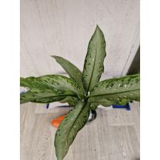 Dieffenbachia Udomsub серебрянный 1300p