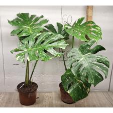 Monstera deliciosa Thai Constellation