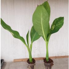 dieffenbachia sp Yellow variegated pot