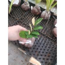 Zamioculcas zamiifolia variegated (short leaf)(SS)(pot D) 275