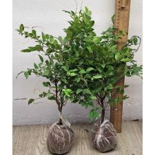 Мирциария каулифлора (Бразильское виноградное дерево) / Myrciaria cauliflora (Brazilian Grape tree)