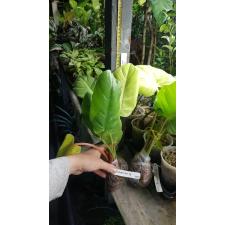 Philodendron 'Jungle Fever' Gold 188/2 (14.12.21)