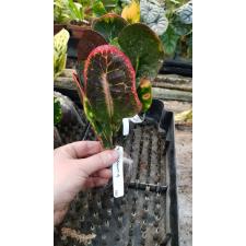 Codiaeum Siam Red 333
