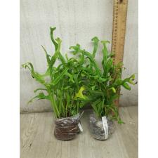Microsorum punctatum cv. Ramosum 172/1