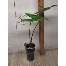 Alocasia Simpo