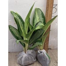 Аглаонема Длинный лист Банана / Aglaonema Long leaves Banana A-78