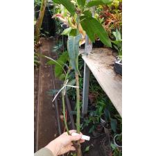Mangifera indica 'Keaw Yai 276