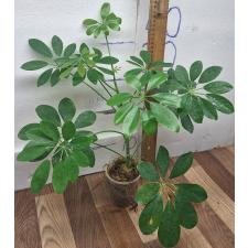 Шеффлера Арбор 'Нора' / Schefflera Arbor. 'nora'
