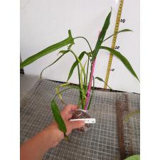 Philodendron sp.(T11) 591