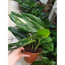 Philodendron 'cobra' 17 сm pot