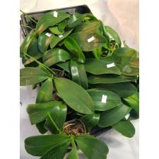 Фаленопсис «Санрайз Ред Пёкер» × Сого Лоренс / Phal. Sunrise Red Peoker x Sogo Lawrence