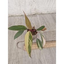 Philodendron Emerald Red variegated S
