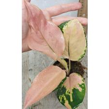 Аглаонема Амазон / Aglaonema Amazon