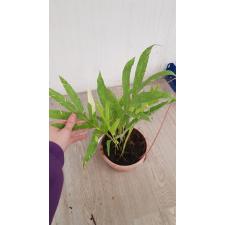 Drynaria quercifolia 'Pinto' pot по 3800р