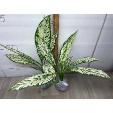 Dieffenbachia White Blizzard
