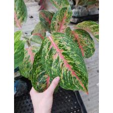 Aglaonema A-21 Boxing