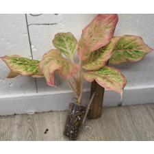 Аглаонема розовая пальма / Aglaonema Pink palm A-132
