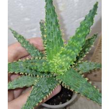 Алое сп. Розовый / aloe sp pink