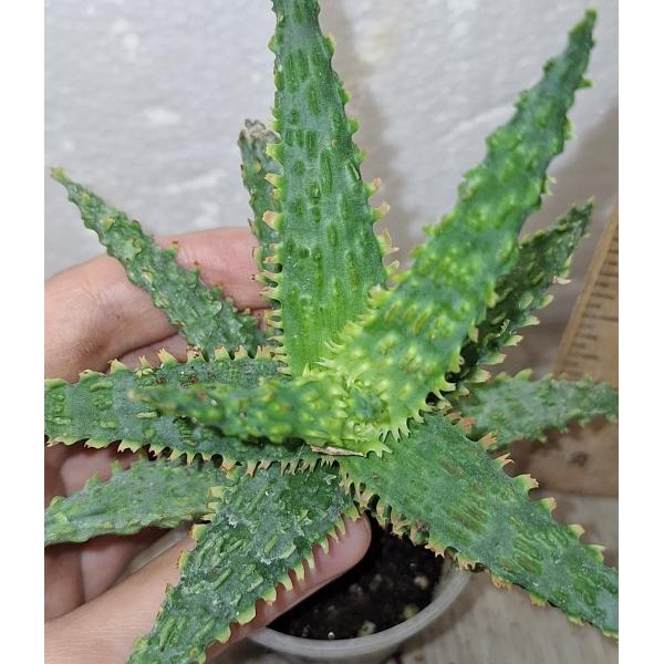 Алое сп. Розовый / aloe sp pink