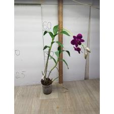 Den. Burana Red Ruby