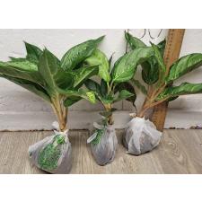 Аглаонема Лаки зеленая. / Aglaonema Lucky green A-55