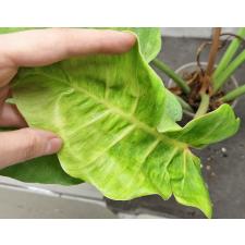Филодендрон Джунглевая лихорадка / Philodendron Jungle Fever (S)