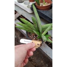 Sansevieria Boncel (Silver 683