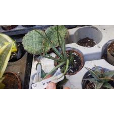 Sansevieria Mungkorn Ngern 621