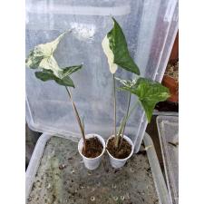 Syngonium variegata leaf 350p