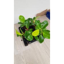 philodendron moonlight 6 cm pot 500p