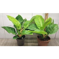 Philodendron Moonlight variegata