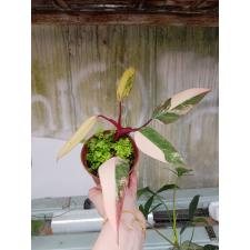 philodendron red emerald variegated 15000