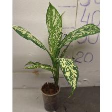 Диффенбахия Вайт Близзард. / Dieffenbachia White Blizzard
