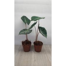 Alocasia Pink Dragon 12 cm pot