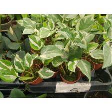 Scindapsus pictus 'N'Joy' 7 cm pot
